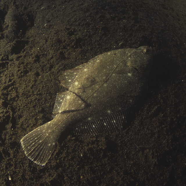 Kareius bicoloratus